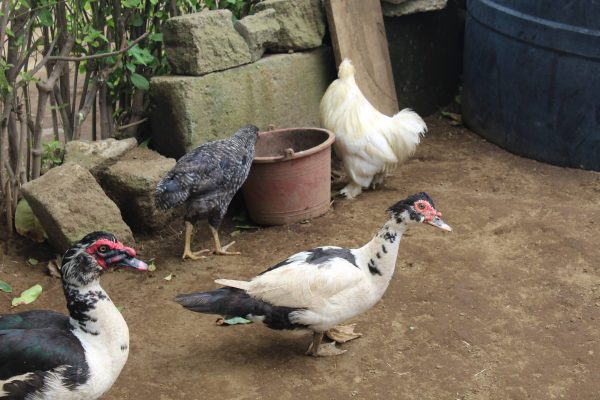 20280266_1722516874443965_4423210807495076428_o