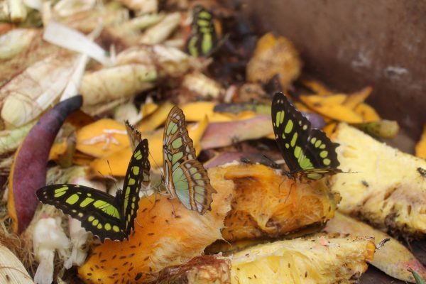 23215818_1823385874357064_2322706063241919164_o