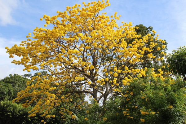 28827546_1971177416244575_822357848103960114_o