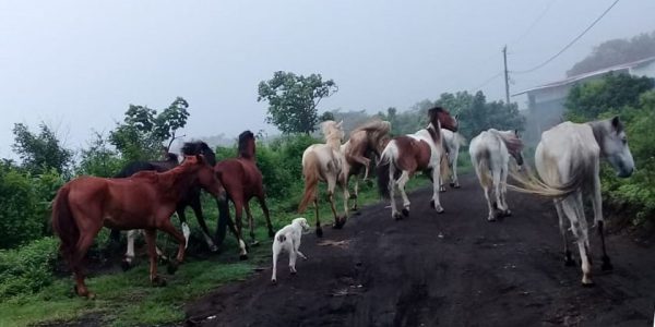 Herd of Horses